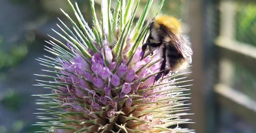 Nov-2022-event-image-thistle-bee